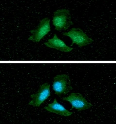 Anti-PPP1A antibody [4G3] used in Immunocytochemistry/ Immunofluorescence (ICC/IF). GTX57557