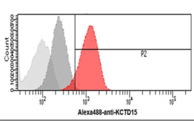 Anti-KCTD15 antibody [AT2B11] used in Flow cytometry (FCM). GTX57561