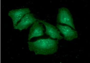 Anti-KCTD15 antibody [AT2B11] used in Immunocytochemistry/ Immunofluorescence (ICC/IF). GTX57561