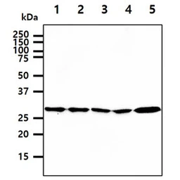 Anti-14-3-3 epsilon antibody [AT4F8] used in Western Blot (WB). GTX57563