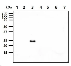 Anti-14-3-3 epsilon antibody [AT4F8] used in Western Blot (WB). GTX57563