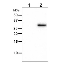 Anti-OSTF1 antibody [AT9G4] used in Western Blot (WB). GTX57564