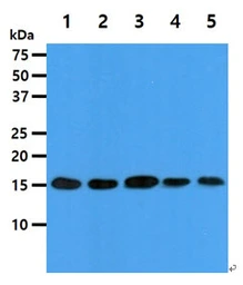 Anti-EIF5A antibody [AT4D1] used in Western Blot (WB). GTX57567