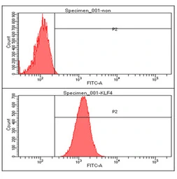 Anti-KLF4 antibody [AT4E6] used in Flow cytometry (FCM). GTX57568