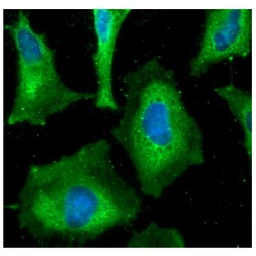Anti-HAX1 antibody [AT3C5] used in Immunocytochemistry/ Immunofluorescence (ICC/IF). GTX57571
