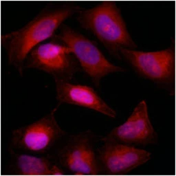 Anti-Bcl-2 antibody [AT1B5] used in Immunocytochemistry/ Immunofluorescence (ICC/IF). GTX57574