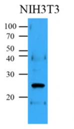 Anti-Bcl-2 antibody [AT1B5] used in Western Blot (WB). GTX57574
