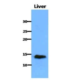 Anti-CISD1 antibody [AT1A8] used in Western Blot (WB). GTX57586