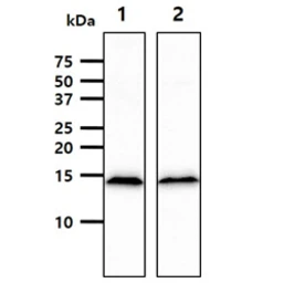 Anti-CISD1 antibody [AT1A8] used in Western Blot (WB). GTX57586