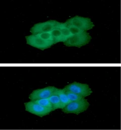 Anti-Cytokeratin 8 antibody [AT3D11] used in Immunocytochemistry/ Immunofluorescence (ICC/IF). GTX57589
