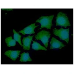 Anti-Syntrophin alpha 1 antibody [AT1E1] used in Immunocytochemistry/ Immunofluorescence (ICC/IF). GTX57590