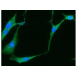 Anti-NSE antibody [AT17D10] used in Immunocytochemistry/ Immunofluorescence (ICC/IF). GTX57594