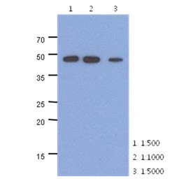 Anti-NSE antibody [AT17D10] used in Western Blot (WB). GTX57594