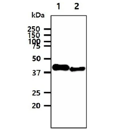Anti-SORD antibody [AT10F4] used in Western Blot (WB). GTX57595