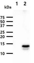Anti-FABP9 antibody [AT13F9] used in Western Blot (WB). GTX57597