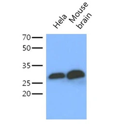 Anti-14-3-3 gamma antibody [AT4B9] used in Western Blot (WB). GTX57599