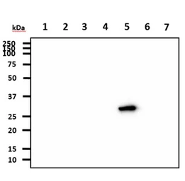 Anti-14-3-3 gamma antibody [AT4B9] used in Western Blot (WB). GTX57599