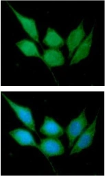 Anti-CacyBP antibody [AT3G8] used in Immunocytochemistry/ Immunofluorescence (ICC/IF). GTX57600