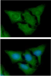 Anti-Grp78 antibody [AT3D2] used in Immunocytochemistry/ Immunofluorescence (ICC/IF). GTX57602