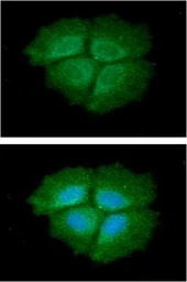 Anti-Grp78 antibody [AT3D2] used in Immunocytochemistry/ Immunofluorescence (ICC/IF). GTX57602