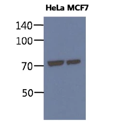 Anti-Grp78 antibody [AT3D2] used in Western Blot (WB). GTX57602