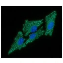 Anti-C1qBP antibody [AT1G7] used in Immunocytochemistry/ Immunofluorescence (ICC/IF). GTX57607