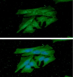 Anti-PDCL3 antibody [AT8F9] used in Immunocytochemistry/ Immunofluorescence (ICC/IF). GTX57608