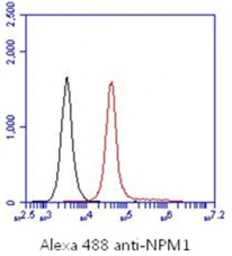 Anti-Nucleophosmin antibody [AT23F1] used in Flow cytometry (FCM). GTX57613