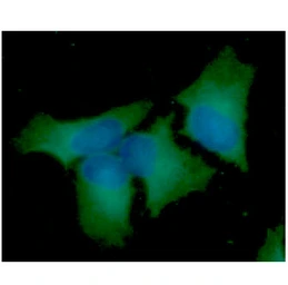 Anti-Beclin 1 antibody [AT45E8] used in Immunocytochemistry/ Immunofluorescence (ICC/IF). GTX57617
