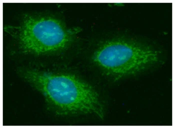 Anti-GOT2 antibody [AT8B11] used in Immunocytochemistry/ Immunofluorescence (ICC/IF). GTX57618
