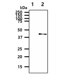 Anti-GOT2 antibody [AT8B11] used in Western Blot (WB). GTX57618