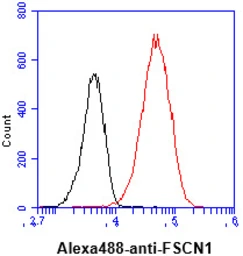 Anti-Fascin 1 antibody [AT13D2] used in Flow cytometry (FCM). GTX57621