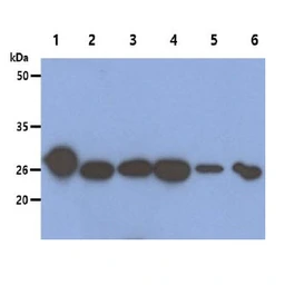 Anti-Peroxiredoxin 6 antibody [AT22E7] used in Western Blot (WB). GTX57622