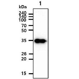 Anti-Cyclin H antibody [AT3G6] used in Western Blot (WB). GTX57623