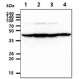 Anti-Cyclin H antibody [AT3G6] used in Western Blot (WB). GTX57623