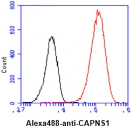 Anti-Calpain S1 antibody [AT1D11] used in Flow cytometry (FCM). GTX57626