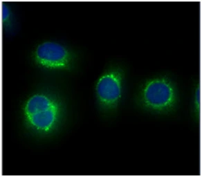 Anti-Calpain S1 antibody [AT1D11] used in Immunocytochemistry/ Immunofluorescence (ICC/IF). GTX57626