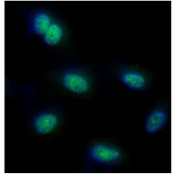 Anti-FUBP1 antibody [AT14F5] used in Immunocytochemistry/ Immunofluorescence (ICC/IF). GTX57628