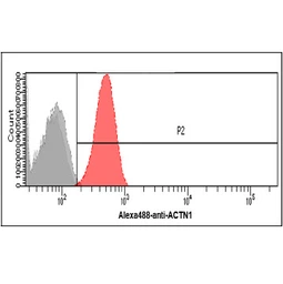 Anti-alpha Actinin 1 antibody [AT1D10] used in Flow cytometry (FCM). GTX57633