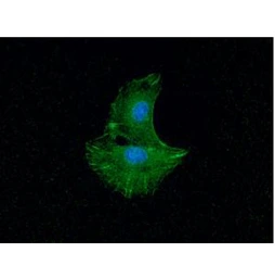Anti-alpha Actinin 1 antibody [AT1D10] used in Immunocytochemistry/ Immunofluorescence (ICC/IF). GTX57633