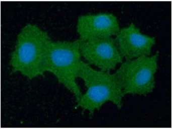 Anti-Peroxiredoxin 5 antibody [AT6A10] used in Immunocytochemistry/ Immunofluorescence (ICC/IF). GTX57635