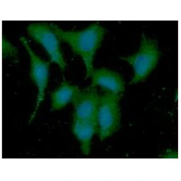Anti-DYNLL1 antibody [AT13C9] used in Immunocytochemistry/ Immunofluorescence (ICC/IF). GTX57639