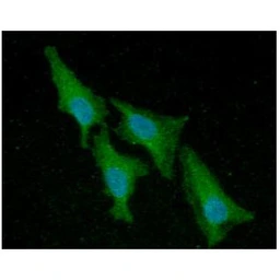 Anti-ACP1 antibody [AT5C11] used in Immunocytochemistry/ Immunofluorescence (ICC/IF). GTX57643
