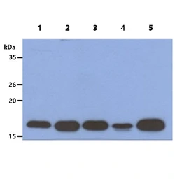 Anti-ACP1 antibody [AT5C11] used in Western Blot (WB). GTX57643