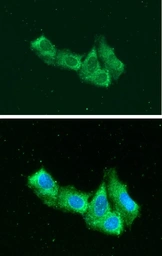 Anti-AIMP1 antibody [AT6D10] used in Immunocytochemistry/ Immunofluorescence (ICC/IF). GTX57649