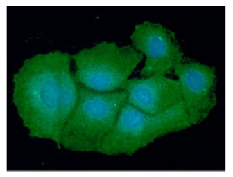 Anti-VTA1 antibody [AT14G10] used in Immunocytochemistry/ Immunofluorescence (ICC/IF). GTX57656