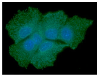Anti-SOD1 antibody [AT6F1] used in Immunocytochemistry/ Immunofluorescence (ICC/IF). GTX57658