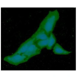 Anti-PGM1 antibody [AT84G2] used in Immunocytochemistry/ Immunofluorescence (ICC/IF). GTX57659