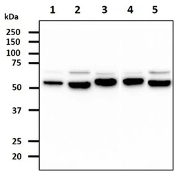 Anti-ERp57 antibody [AT9E9] used in Western Blot (WB). GTX57663