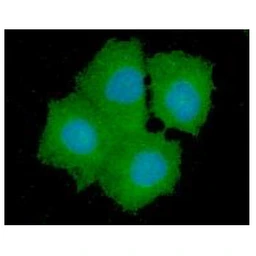Anti-GPD1L antibody [AT14E2] used in Immunocytochemistry/ Immunofluorescence (ICC/IF). GTX57667